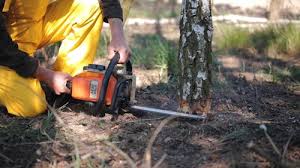 Best Commercial Tree Services  in Ellicott City, MD