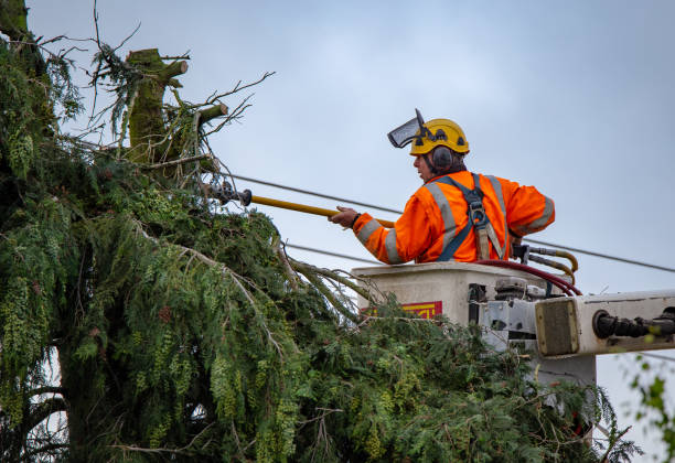 Best Commercial Tree Services  in Ellicott City, MD