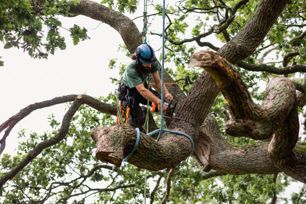 Best Stump Grinding and Removal  in Ellicott City, MD