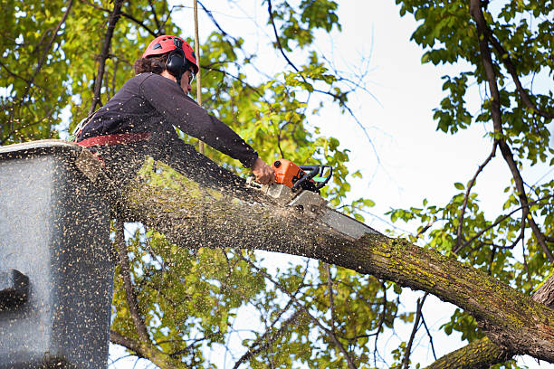 Best Tree Mulching  in Ellicott City, MD