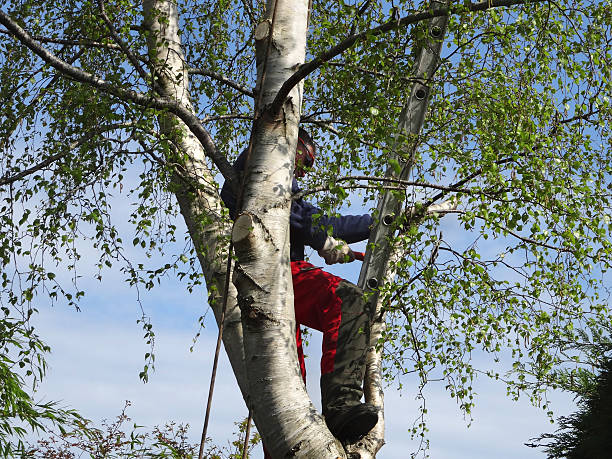 Best Tree Removal  in Ellicott City, MD