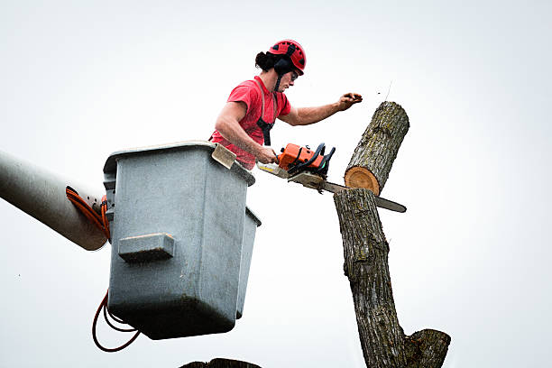 Best Storm Damage Tree Cleanup  in Ellicott City, MD