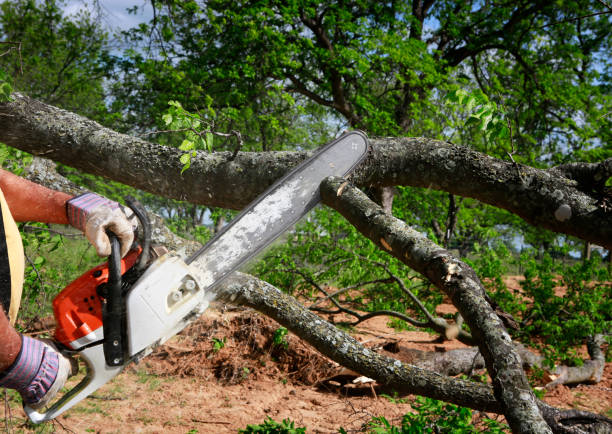 Ellicott City, MD Tree Services Company